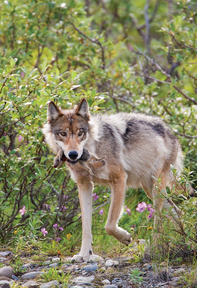 Denali wolf catches a snack!